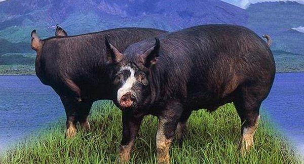 地球上10大最贵的猪, 第九来自中国, 第一价值6500万元