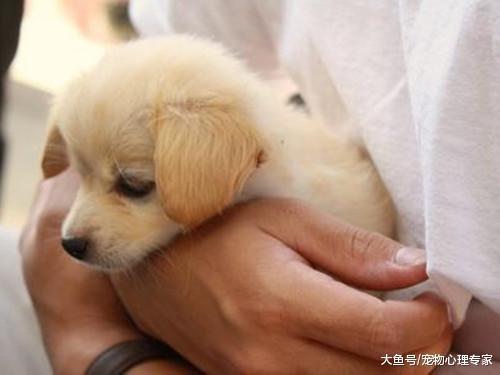 当初一时冲动留下6只小奶狗, 如今却让自己生无可恋, 有后悔药吗