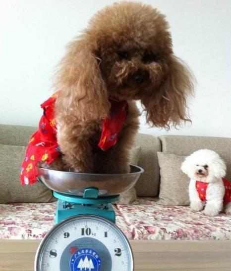 爱犬有这5种标志性信号, 不及时送医, 分分钟让你肠子悔青!