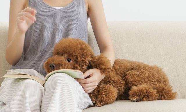 是什么原因让你饲养泰迪犬? 就凭这5大优点, 养过的人都说好!