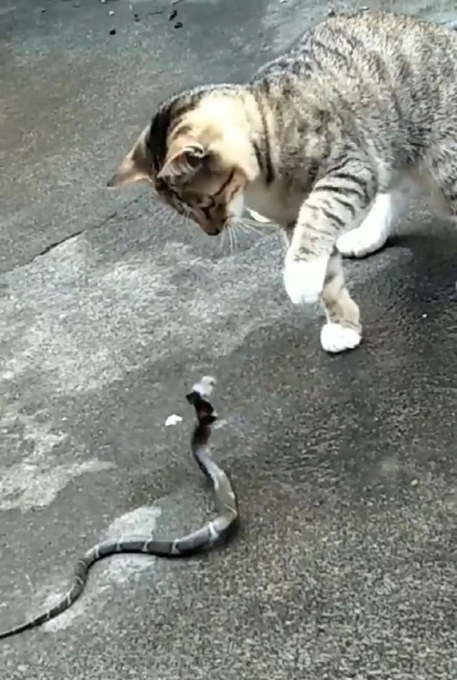 猫猫大战眼镜蛇, 场面惊心动魄, 结果却出人意料