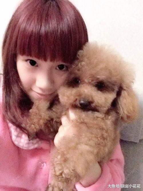 泰迪犬5大缺点, 其中一个是全部狗狗都有的, 想改都改不掉!