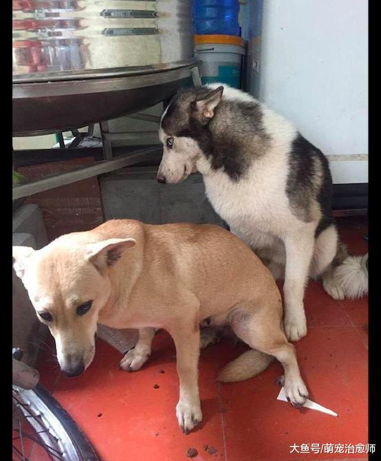 主人买的树被哈士奇和土狗一起拆了, 田园犬: 是二哈指使我干的!