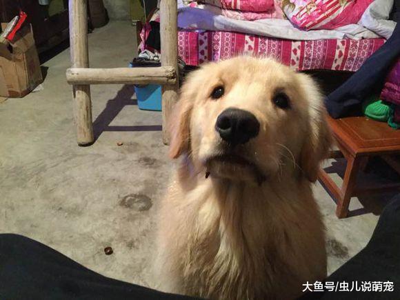 网友担心金毛晚上被偷走, 让金毛和自己睡在一起