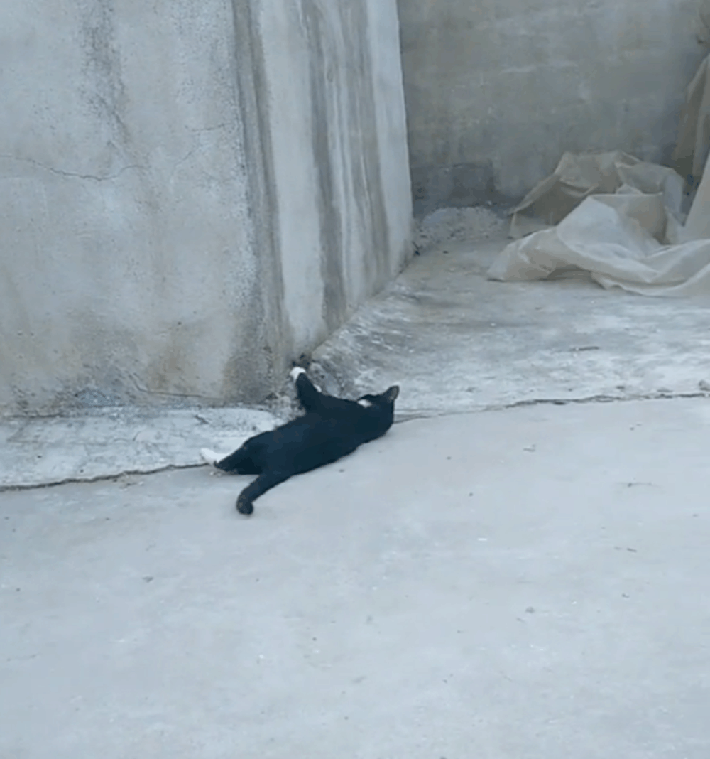 黑猫捉老鼠, 猫: 晚上不要煮我饭了, 鼠: 晚上也不用煮我饭了……