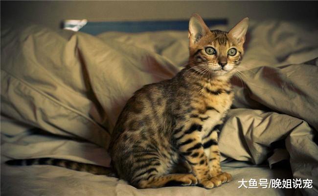 被称为“行走的黄金”5种猫咪, 第一个是公主猫, 第五个和豹子相似