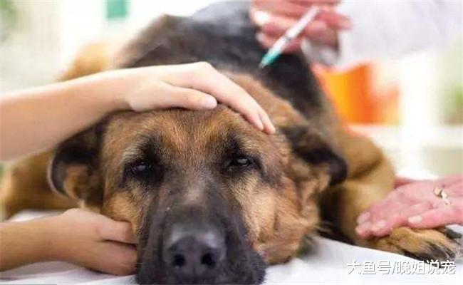 想要狗狗多陪几年, 宠主就不要做下面五件, 不然会加速它的衰老