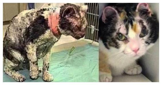 96年这只母猫冲进了火海: 它被烧得不成样子, 为了救出一窝小崽