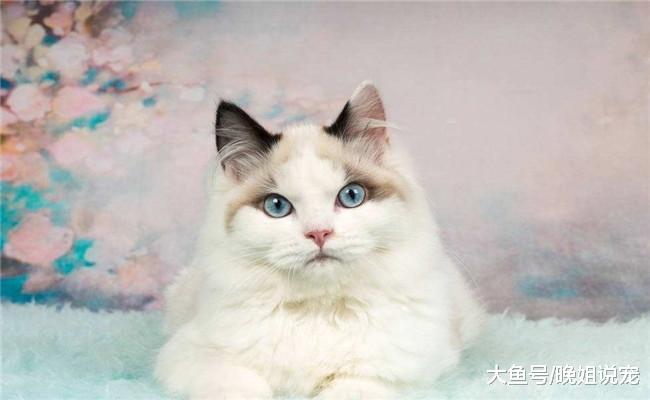 被称为“行走的黄金”5种猫咪, 第一个是公主猫, 第五个和豹子相似