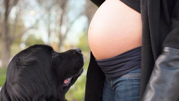 早早做好这些事, 更好规避养狗风险