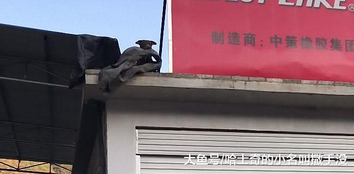黑狗在房顶帮主人拖轮胎, 有这样一条狗, 赶得上一个小工了