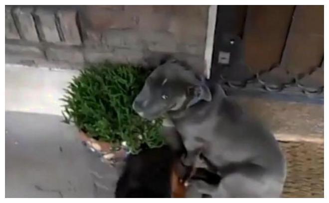 都说斗牛犬威武霸气, 可这只在错误面前: 怂的像个小屁孩!