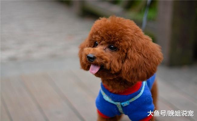 5种最听话的狗狗, 泰迪上榜, 松狮在内, 第五种很聪明