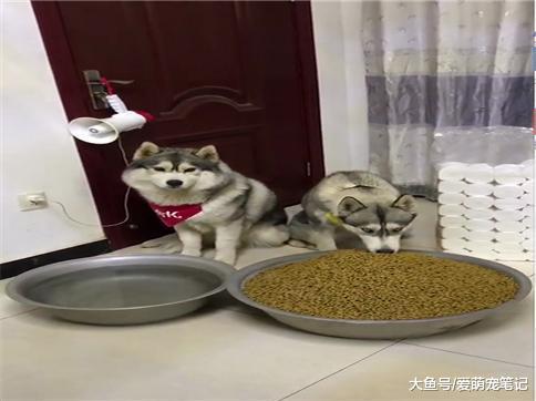 主人出差一周, 给两只哈士奇准备了粮食和水, 并嘱咐它俩好好活着