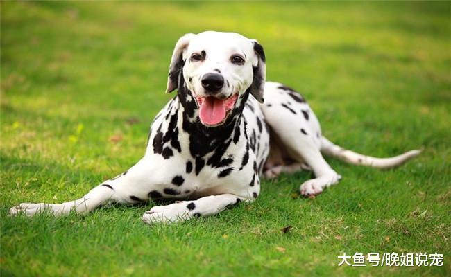 适合新手养的五种狗狗, 尤其第五个, 不给它东西吃, 它也能活下去