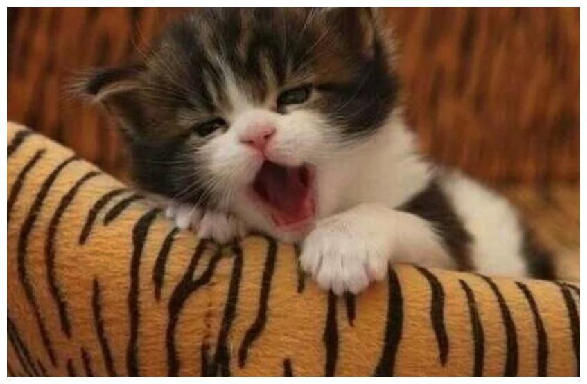 猫咪被主人包裹成粽子, 只为一次小清洁, 网友: 敢问你是甜粽子?