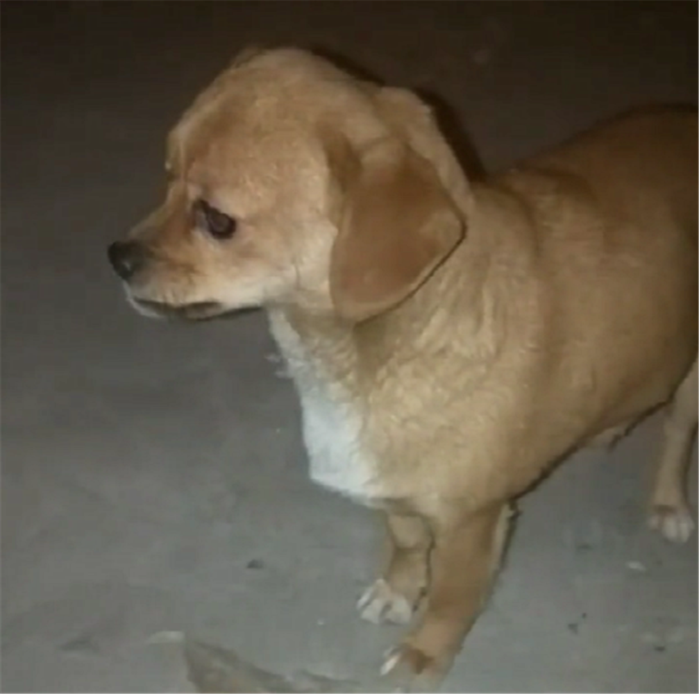 好心人给流浪狗喂肉, 肉到嘴边大狗却一口不吃, 得知原因让人泪目