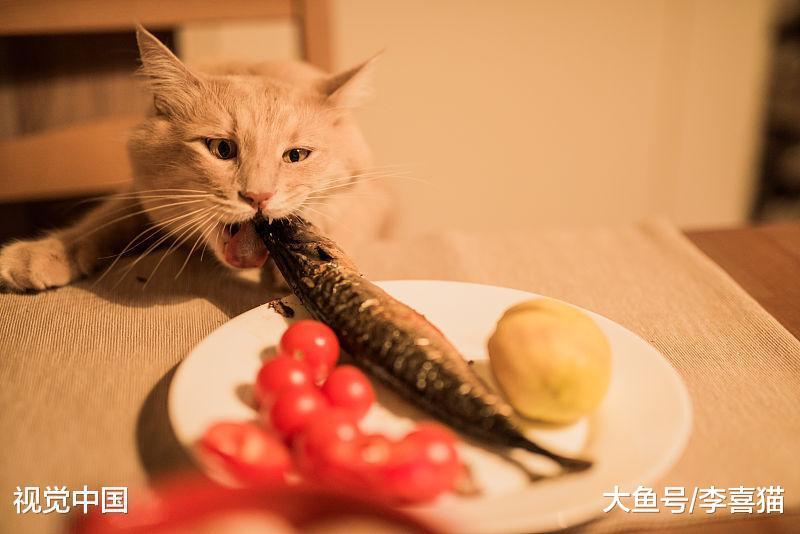 刚断奶的小猫咪肠胃功能还很差, 铲屎官在喂食方面要注意这些事情