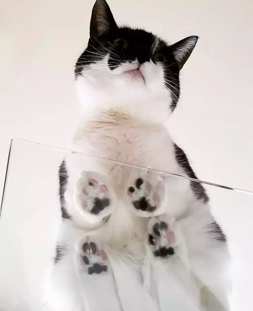 坐在玻璃上的猫咪们, 看完心情都好了
