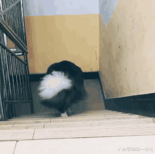 家里没面条了, 主人让边牧狗狗出去买面条, 狗狗出色的完成了