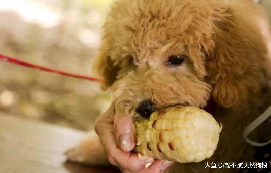 养狗的“潜规则”, 这6大食物不能喂, 杀伤力不比巧克力差!