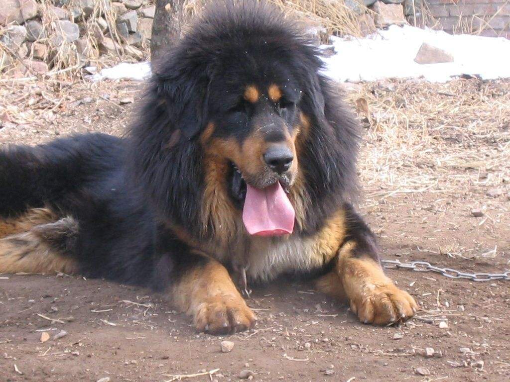 藏獒和狼谁厉害? 这样一对比, 结果就清楚了许多, 终究还是犬啊!