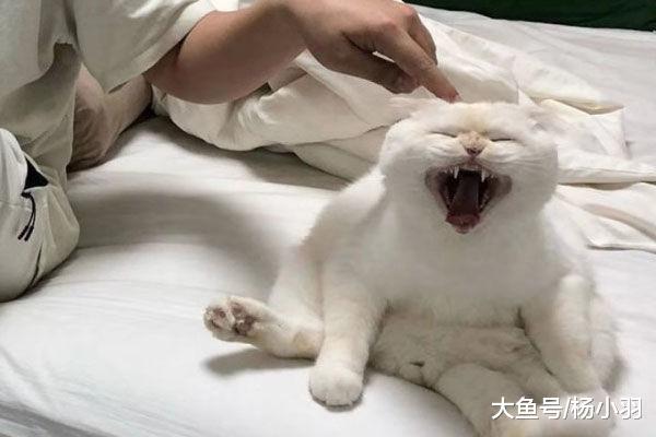 猫绝育后坐床上伤心欲绝, 主人杵一下它的脑袋, 结果猫如猛虎……