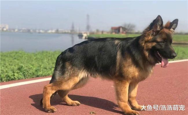 盘点世界护卫犬, 第一种都很熟悉, 第二个被我国禁养