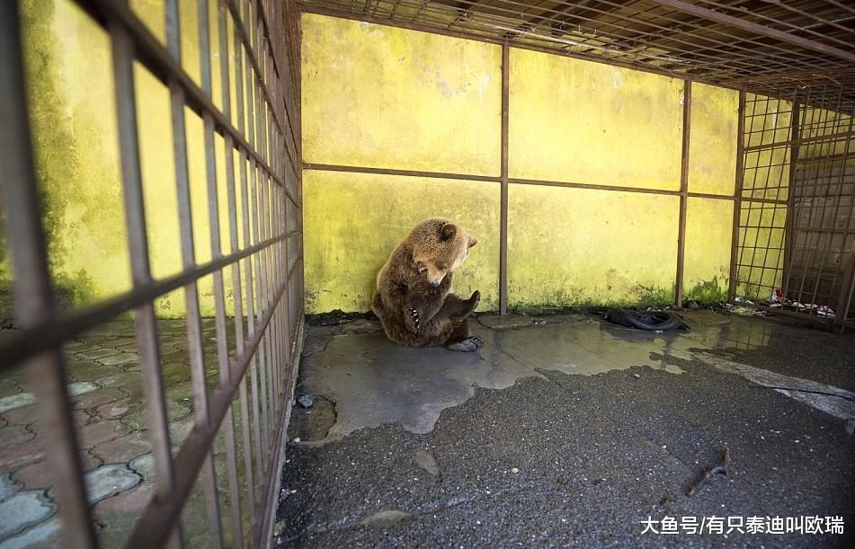 这只棕熊突然发狠狂咬自己, 当大家得知背后原因都忍不住当场泪崩
