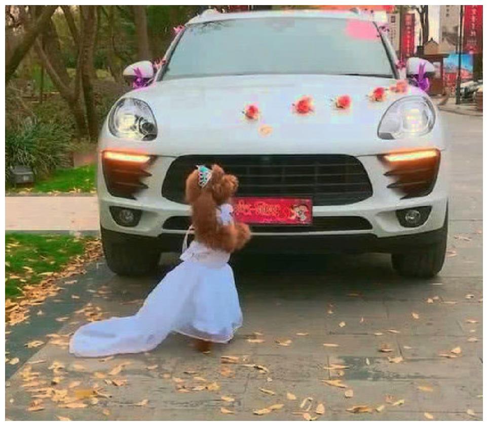 主人假装给狗狗一场婚礼, 狗狗也许是觉醒了: 你这个坏男人