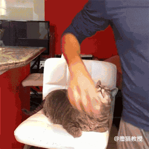 一个单身猫奴的生活, 竟然这么忙的吗?