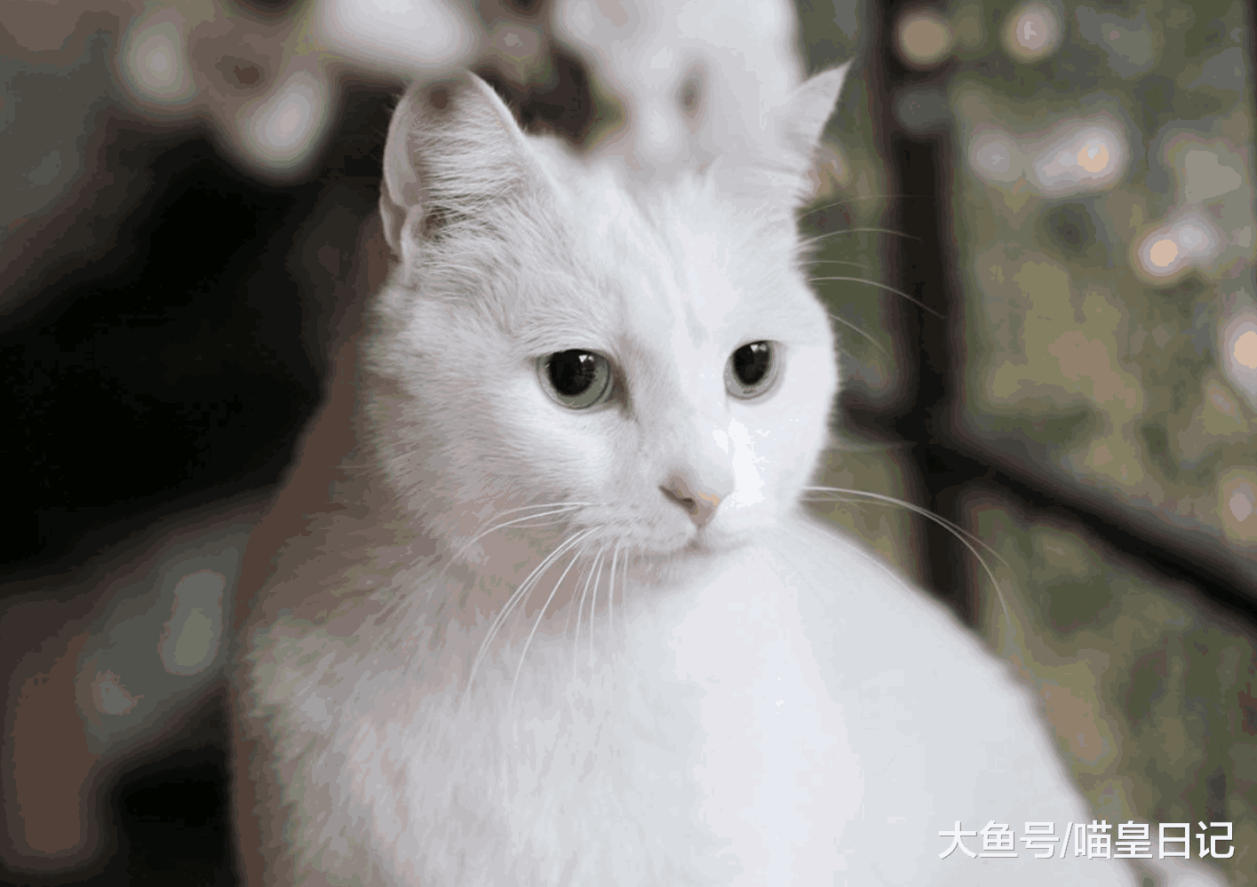 养猫之后最怕喵星人生病, 注意这三个小细节, 生病的几率减少一半