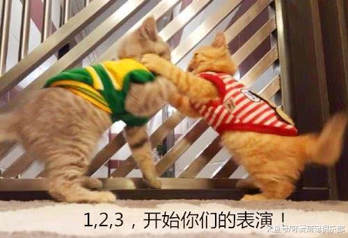 猫咪打架打赢后, 毫不掩饰地露出得意的眼神: 爱我, 你怕了吗?