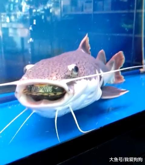 怎么办现在只能从鱼嘴里看到我的龟了, 网友: 保大还是保小?