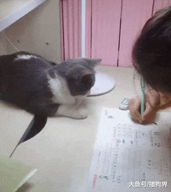猫咪监督小主人写作业, 猫咪: 你别偷懒哈, 我就在这看着你写
