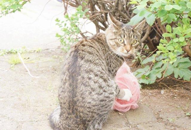 猫咪这个小毛贼, 不知道从哪偷的毛线, 图三: 对, 我干的, 咋滴?