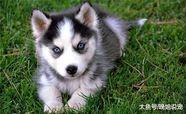 朋友出门买菜, 回来看了一眼二哈后, 他走进厨房拿出了菜刀