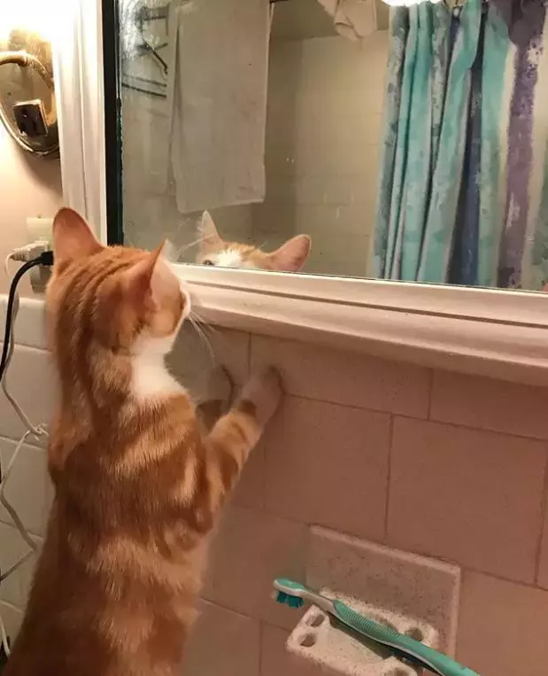 喵星人照镜子的反应, 好可爱