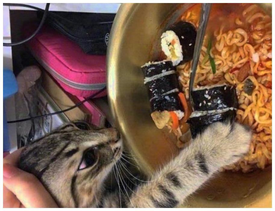 主人埋怨猫咪吃相难看, 什么食物都想染指, 网友: 能吃就是福啊!