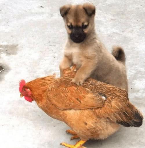 我的婆婆把我心爱的狗狗养成了猪, 你信吗? 反正我是看傻眼了。