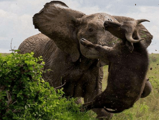 大象不知为何, 主动攻击一群野牛, 之后扬长而去让人疑惑