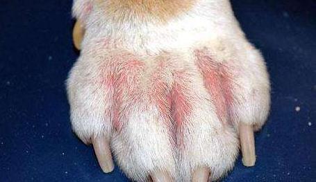 频繁给狗狗洗澡能去臭? 大错特错, 这5个地方才是关键!