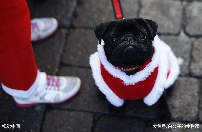 想用食物贿赂狗狗? 没用的! 它们要的是奖励! 爱护! 价值!