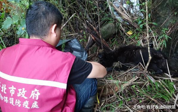 听声音开路! 流浪狗杂草中哀鸣动保员垂降2层楼陡坡搜救