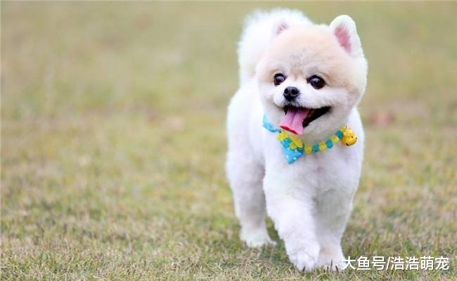 养狗后宠主的生活会发生5种变化, 不知道你有没有变?