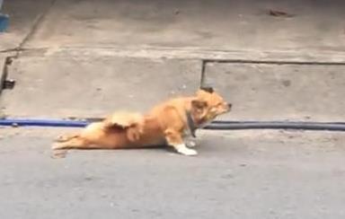 流浪狗“成精”了, 装成瘸子在路上乞食, 叼起食物后却活蹦乱跳