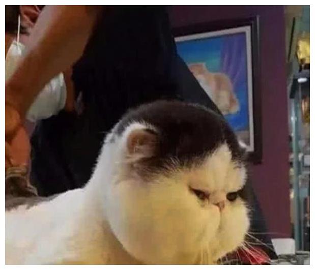 被爷爷奶奶染指过的猫咪, 就算剃毛之后, 真身依旧如此壮观!