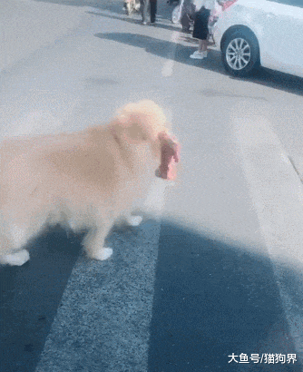 路人: 狗子你就不怕挨揍? 狗狗: 废话, 你偷个50万在街上走试试