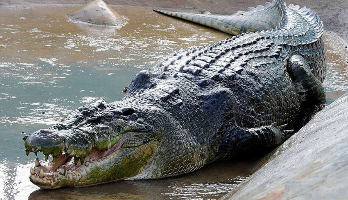 大叔把鳄鱼视如己出, 日常相处如父如子, 日子转眼就是20载!