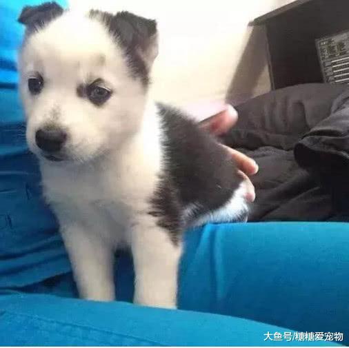 男子买了一只小二哈, 半年后它的样子笑喷了: 你是个啥玩意啊!